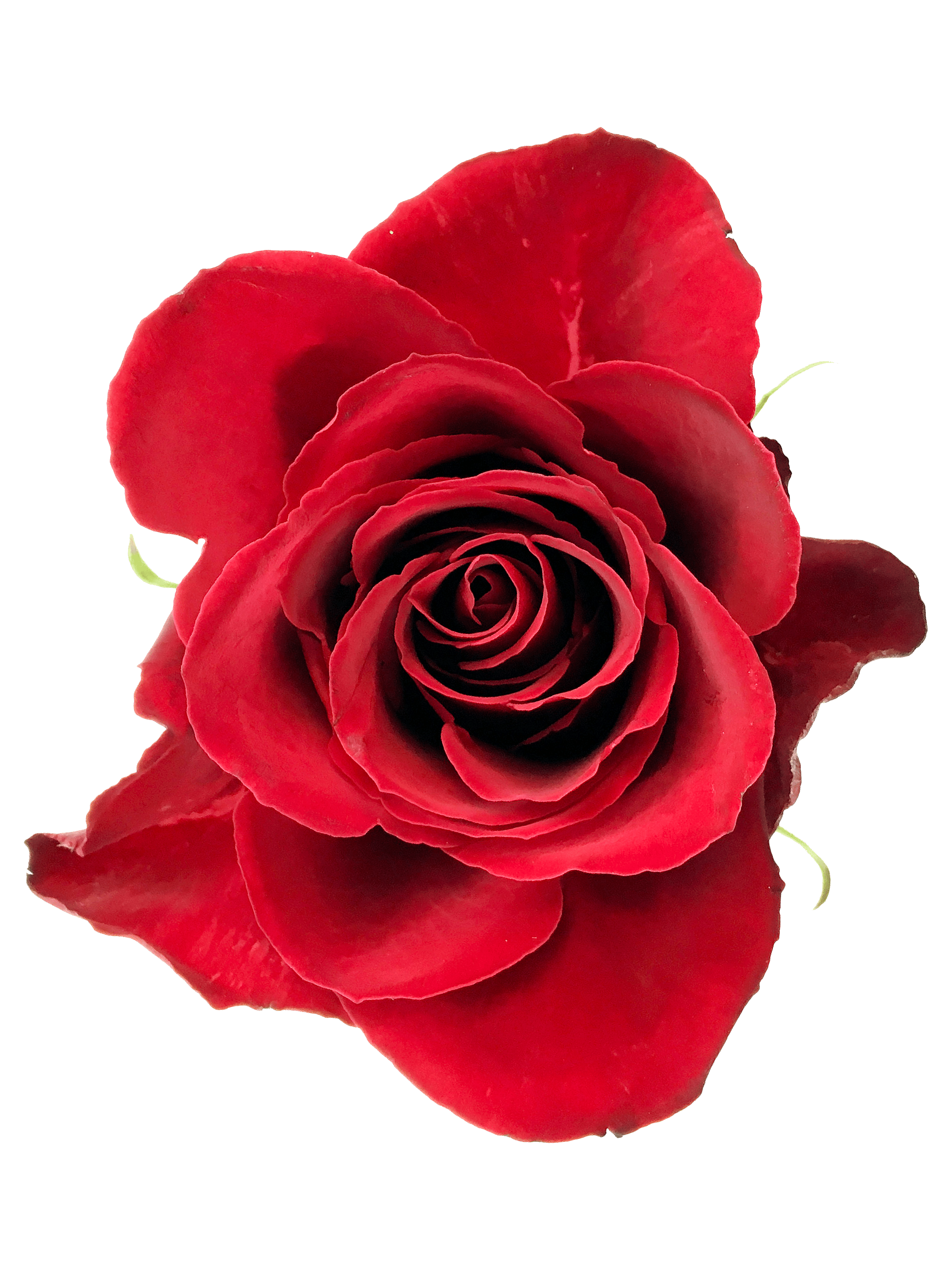 eBook - Roses in the Void - Tattoo Smart