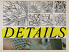 Flash Stamps - Botanical Archive - Tattoo Smart
