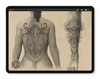 Ornamentals Vol. 1 and 2 - Tattoo Smart