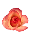 eBook - Roses in the Void - Tattoo Smart