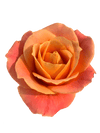 eBook - Roses in the Void - Tattoo Smart